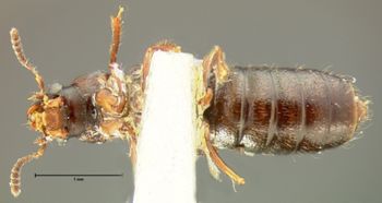 Media type: image;   Entomology 6542 Aspect: habitus ventral view